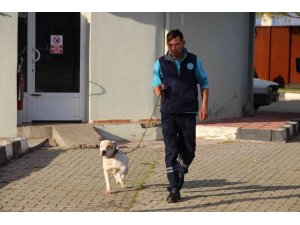 Manisa’da barınaktaki yasaklı ırk köpeklerin sayısı 240’a ulaştı