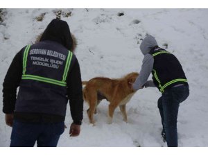 Serdivan Belediyesi sokak hayvanlarını yalnız bırakmadı