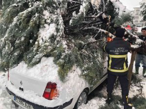 Kar yağışına dayanamayan ağaç, otomobilin üzerine devrildi