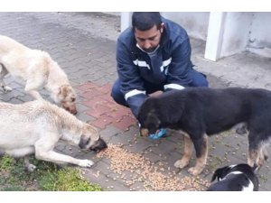 Biga Belediyesi sokak hayvanlarını unutmadı