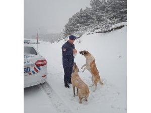Jandarma ekipleri kumanyalarını sokak hayvanlarıyla paylaştı