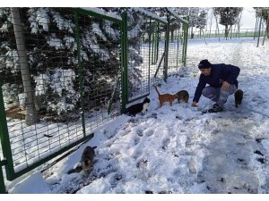 Küçükçekmece Belediyesi soğuk havalarda sokak hayvanlarını unutmuyor