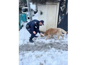 Kağıthane polisi soğuk havada sokak hayvanlarını unutmadı
