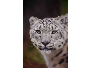 Polonya’da kar leoparı Covid-19 nedeniyle hayatını kaybetti