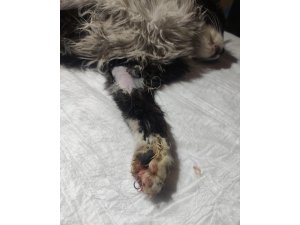 Ayağına olta iğnesi batan yaralı kedi kurtarıldı