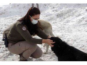 Zigana Dağının terk edilmiş köpekleri polis koruması altında