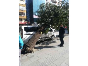 Hatay’da park halindeki aracın üzerine ağaç devrildi