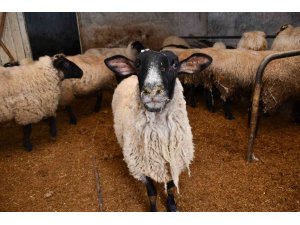 Artvin’de desteklenen yerel ırk koyunlar kuzulamaya başladı