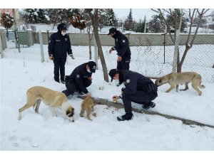 Sokak hayvanlarına polis şefkati