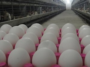 Yumurta standartına yeni düzenleme