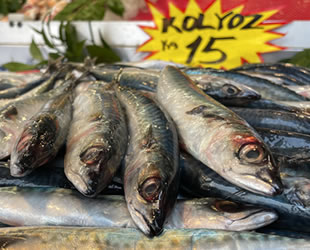 Kolyoz balığının kilosu 15 liraya satılıyor