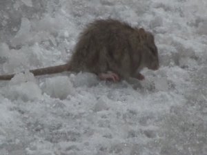 İstanbul'da fareler dondu, sincaplar aç kaldı!