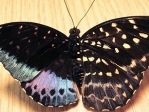 Çift cinsiyetli kelebek incelemeye alındı