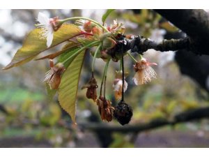 Çiçek monilyası ilaçlama zamanı