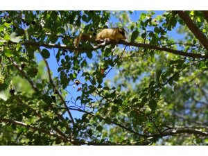 Türkiye’de koruma altına alınan kemirgen türler arasında yer alan bahçe yediuyuru Erzincan’da görüntülendi