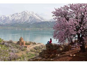 Badem çiçekleriyle renklenen Akdamar Adası’nda görsel şölen