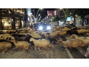 Trafik durdu, koyun sürüsü geçti