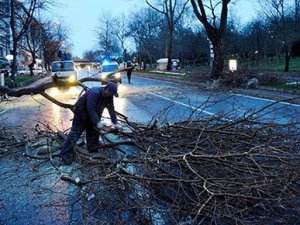 İstanbul'da fırtına ağaç devirdi