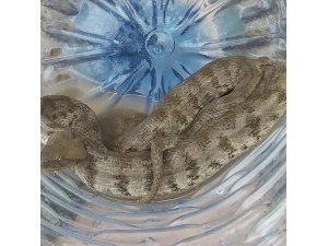 Bahçesinden engerek yılanı çıktı