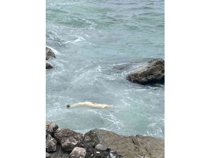 Zonguldak’ta yunus ölüsü kıyıya vurdu