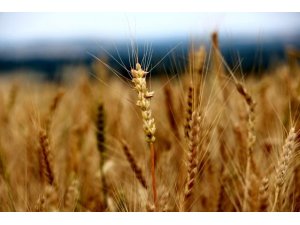 Edirne’de buğday 5,656 TL’den satıldı
