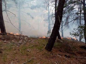 İzmir’in iki ilçesindeki orman yangınlarında 12 hektarlık alan zarar gördü
