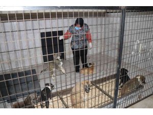 Düzce’de bir hafta da 77 köpek kısırlaştırıldı