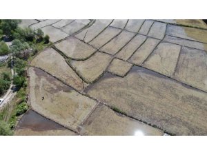 Çiftçilerin meşakkatli ‘çeltik’ ekimi 10 gün gecikmeli başladı