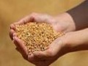 Edirne’de buğday 5,726 TL’den satıldı