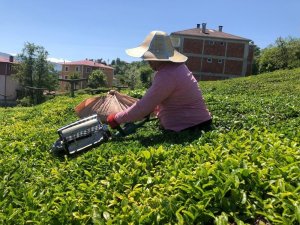 10 günde 50 bin ton yaş çay alan ÇAYKUR’dan üreticiye kalite uyarısı