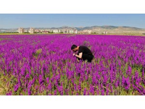 Ankara’da boş arazide bulunan mor çiçekler görülmeye değer bir manzara sunuyor