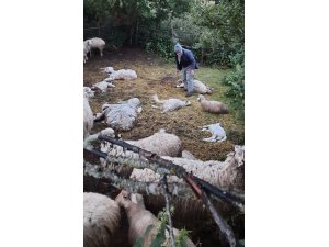 Amasya’da kurt saldırısı: 35 koyun telef oldu