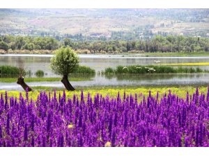 Mor çiçek tarlası görsel şölen oluşturdu