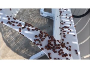 Enez’de uğur böceği istilası