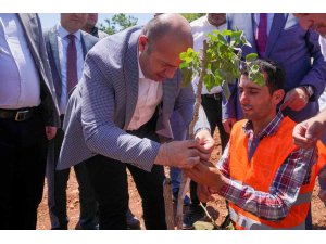 Diyarbakır’da 100 bin ağaçlık fıstık aşılama çalışması başlatıldı