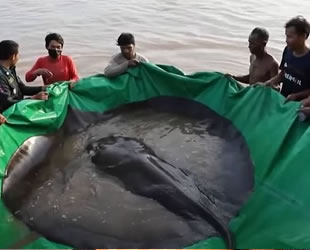 Kamboçya'da 300 kilogram ağırlığında tatlı su balığı yakalandı