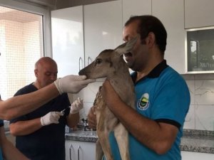 Bursa'da yaralı bulunan ceylan yavrusu tedavi ediliyor.