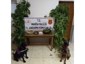Manisa’da narkotik köpek timi eşliğinde kenevir operasyonu