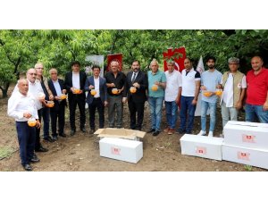 Yalova’da Akdeniz meyve sineği ile biyoteknik mücadele
