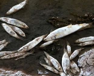 Kızılırmak'ta toplu balık ölümlerinde nedenin aşırı sıcaklar, kuraklık
