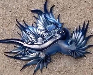 Sahilde nefes kesen görüntü! Nadir görülen mavi ejderha kıyıya vurdu