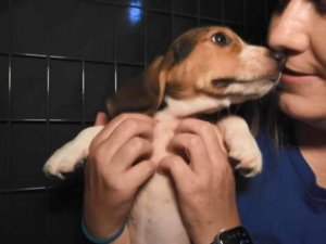 ABD’de 4 bin “Beagle” kobay olmaktan kurtarıldı