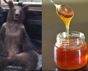 Düzce'de ayıya baygınlık geçirtmişti! Vatandaşlara 'acı bal' uyarısı: Satışı yasak, kalbi durdurabilir