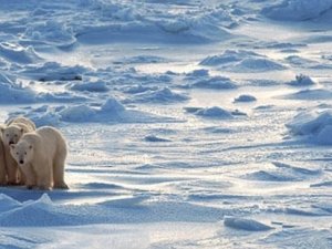 Kuzey Kutbu'ndaki buzullarda rekor gerileme