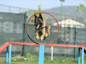Jandarmanın Can Yoldaşı 'Ezber' Yıllardır Uyuşturucunun İzini Sürüyor