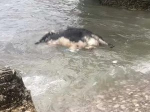 Telef olmuş inek Şile'de sahile vurdu