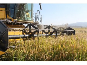 Manyas’ta çeltik hasadı başladı