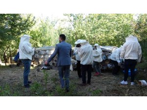 Van’da davullu zurnalı bal hasadı