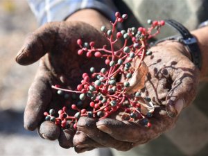 Doğanın hediyesi! İsmini duyan şaşırıyor, faydaları saymakla bitmiyor
