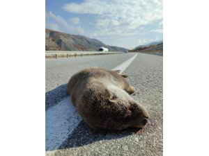 Nesli tükenme tehdidi altındaki samur, kaza kurbanı